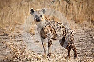 Spotted hyena photo