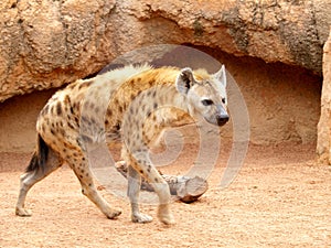 Spotted Hyena