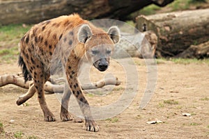 Spotted hyena photo