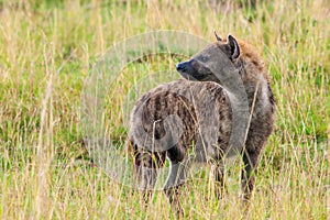 Spotted Hyena