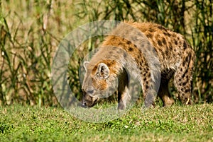 Spotted Hyena