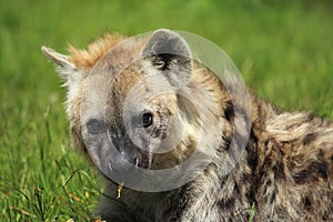 Spotted hyena