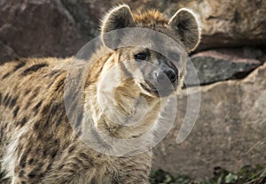 Spotted Hyena