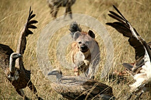 Spotted Hyena