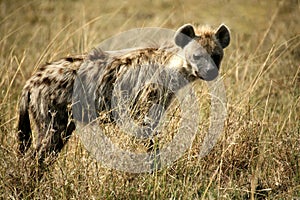 Spotted Hyena