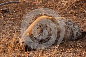 Spotted hyena