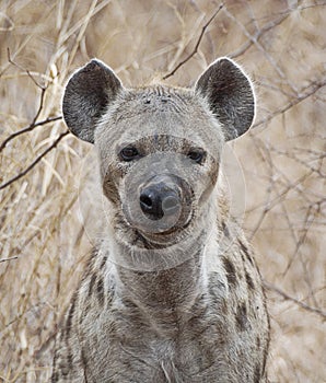 Spotted Hyena