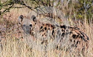 Spotted hyena