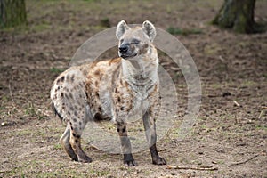 Spotted hyena