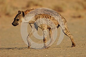 Spotted hyena photo