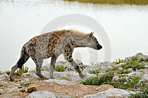 Spotted hyena, Africa