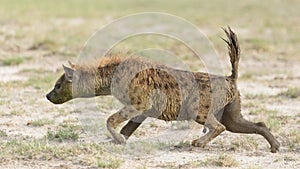 Spotted Hyena in Amboseli, Kenya