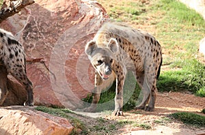 Spotted hyena in biopark