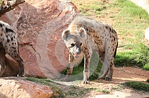 Spotted hyena in biopark photo
