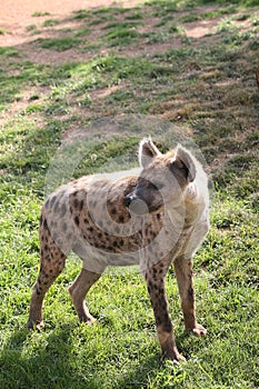 Spotted hyena in Biopark photo