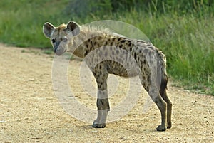 Spotted Hyena Biyamiti Weir