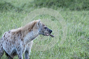 Spotted hyena with bone in his mouth, showing open mouth