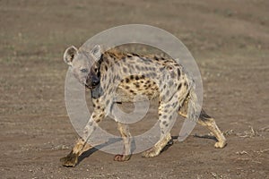 Spotted Hyena in Botswana, Africa