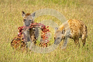Spotted hyena carries carcase followed by another