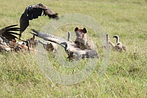 Spotted hyena chasing vultures in the african savannah.