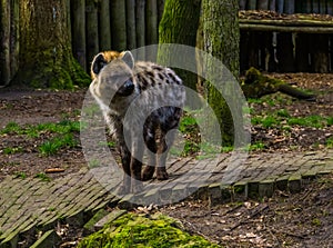 Spotted hyena in closeup, carnivorous mammal from the deserts of Africa