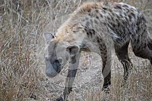 Spotted Hyena cowering in southern Africa