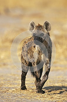 Spotted Hyena (Crocuta Cocuta) standing on savannah