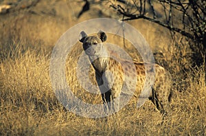 Spotted Hyena (Crocuta Cocuta) standing on savannah