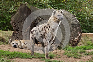 Spotted hyena Crocuta crocuta