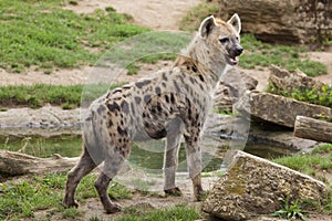 Spotted hyena Crocuta crocuta