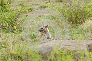 Spotted Hyena (Crocuta crocuta