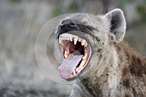 Spotted hyena (crocuta crocuta) photo