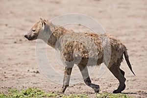 Spotted Hyena (Crocuta crocuta)