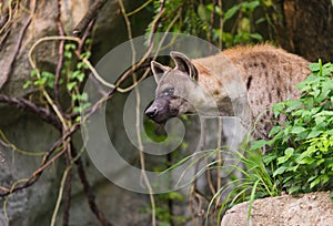 A spotted hyena, Crocuta crocuta