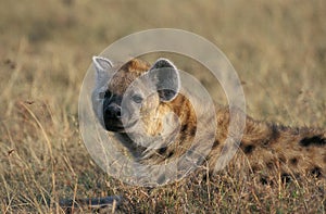 Spotted Hyena, crocuta crocuta, Adult laying on Grass, Masai Mara Park in Kenya
