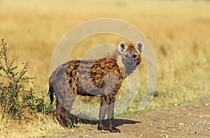 Spotted Hyena, crocuta crocuta, Adult at Masai Mara Park in Kenya photo