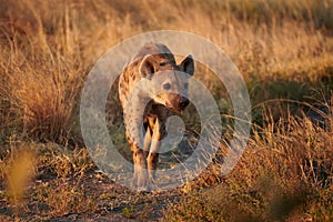 Spotted hyena Crocuta crocuta in the African savannah