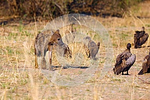 Spotted hyena Crocuta crocuta also known as the laighing hyena in the riverbed with vultures nearby.African scavengers near