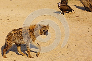 The spotted hyena Crocuta crocuta also known as the laighing hyena in the riverbed with vultures nearby.African scavengers near photo