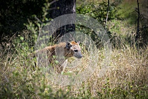 The spotted hyena (Crocuta crocuta), also known as the laughing hyena, is a hyena species, native to sub-Saharan Africa.