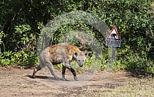 The spotted hyena (Crocuta crocuta), also known as the laughing hyena, is a hyena species, native to sub-Saharan Africa.