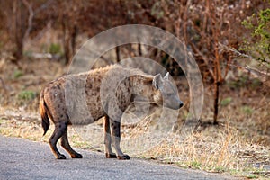 The spotted hyena Crocuta crocuta, also known as the laughing hyena on the road in national park