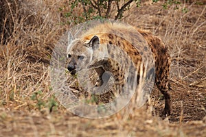 The spotted hyena Crocuta crocuta, also known as the laughing hyena standing in dense grass