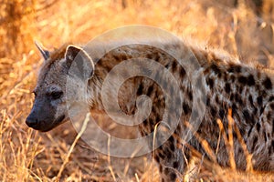 The spotted hyena ,Crocuta crocuta, also the laughing hyena. Hyena portrait with yellow background.portrait of a big scavenger in