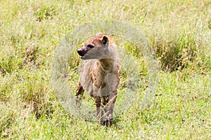 The spotted hyena Crocuta crocuta with bone