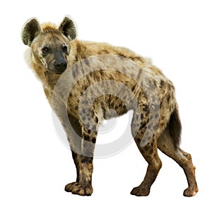 Spotted hyena photo