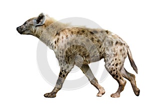 Spotted hyena photo