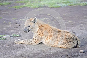 Spotted hyena Crocuta crocuta lying down