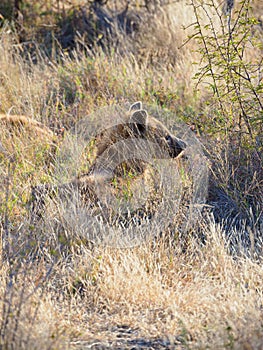 Spotted hyena, Crocuta crocuta. Madikwe Game Reserve, South Africa