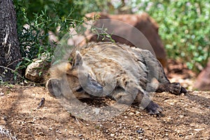 A spotted Hyena Crocuta crocuta resting in the african desert